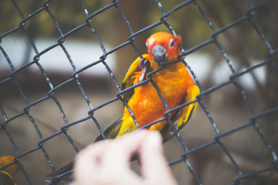 Cropped image of hand feeding bird on chainlink fence