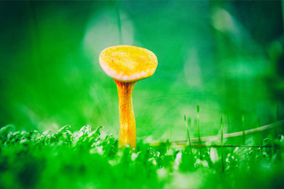 Close-up of mushroom growing on field