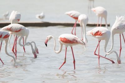 Flock of flamingos in lake