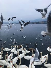 Seagulls flying over lake