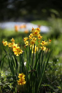 Close-up of yellow flowering plants on field