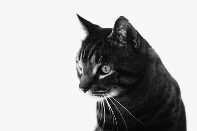 Close-up portrait of cat against white background