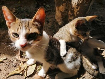 Close-up of cats