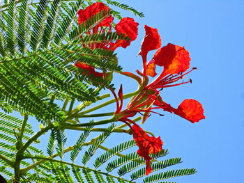 Close-up of red leaves