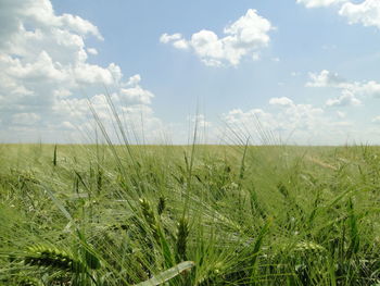 Wheat field against sky