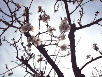 Low angle view of flowers on branch