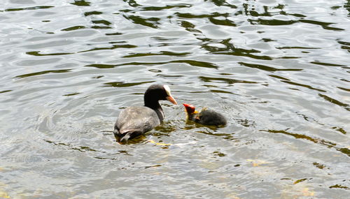 High angle view of ducks swimming on lake