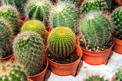 High angle view of succulent plants in pot