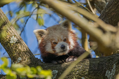 Close-up portrait of red panda on tree