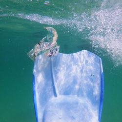 High angle view of turtle in sea