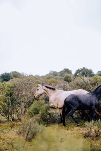 animal