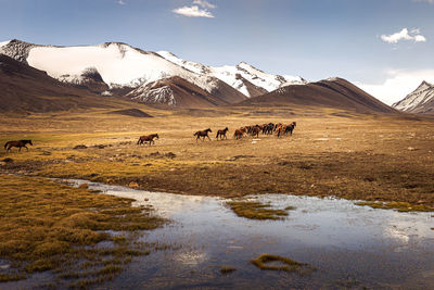 View of sheep on field by mountain against sky