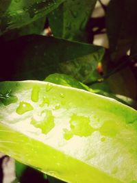 Close-up of green leaves