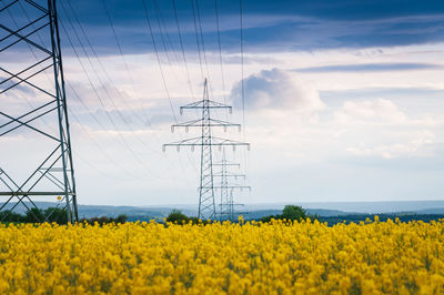 Yellow flowers growing on field against sky