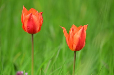 Close-up of red tulip