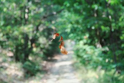 Close-up of spider on web