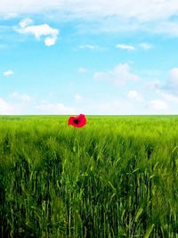 Red crop in field