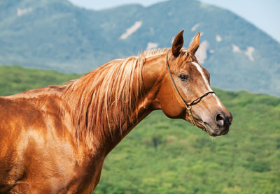 Close-up of horse standing on mountain