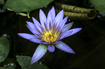 Close-up of lotus water lily in pond