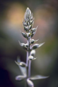 Close-up of plant