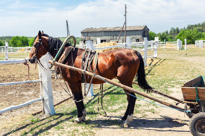 Horse standing in ranch