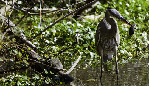 High angle view of gray heron perching on tree by lake