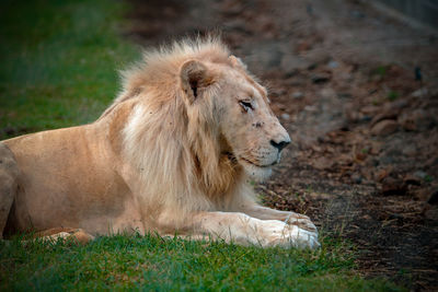 Lion relaxing on a field