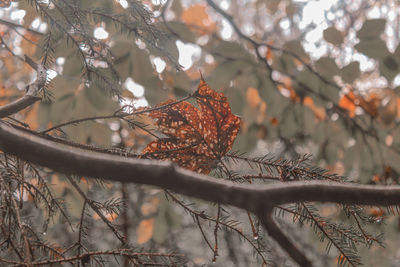Low angle view of autumnal tree