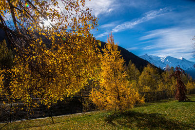 Trees on landscape against sky during autumn