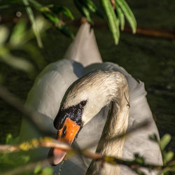 Close-up of swan swimming in lake