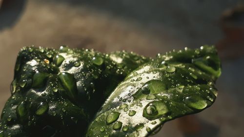 Close-up of wet plant