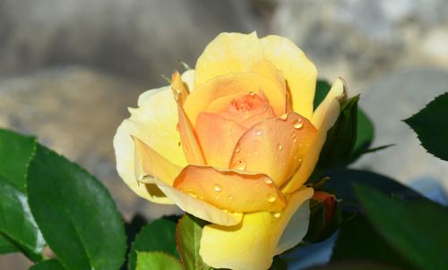 Close-up of yellow rose