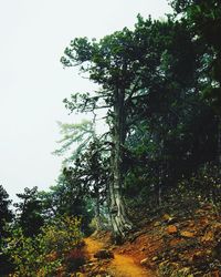 Low angle view of trees in forest against sky