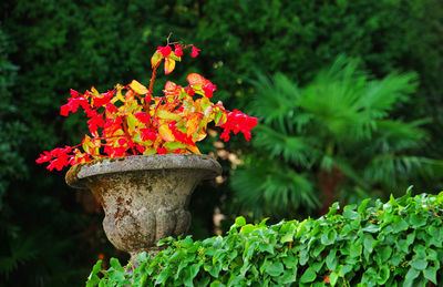 Pot plant against blurred trees