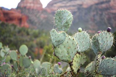 Close-up of prickly pear cactus