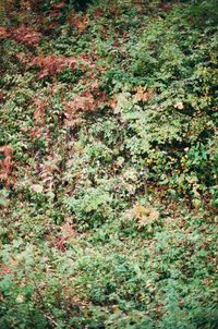 Full frame shot of plants in forest