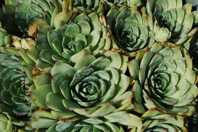 Close-up of succulent plant