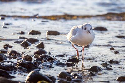 Seagull perching on a beach