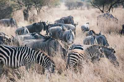 Herd of zebras and wildebeest in field