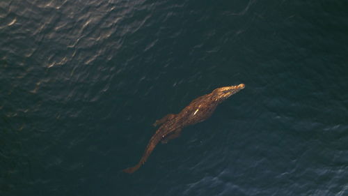 High angle view of fish swimming in sea