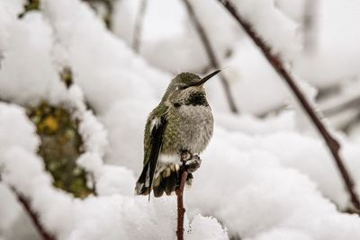 Close-up of hummingbird against blurred snow background