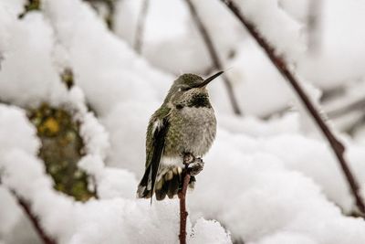 Close-up of bird perching on snow