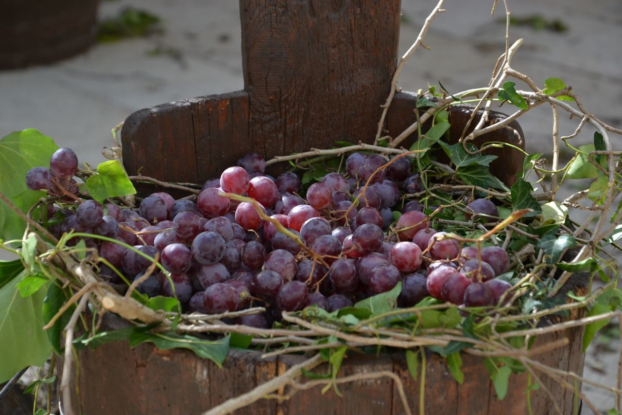 CLOSE-UP OF GRAPES IN VINEYARD