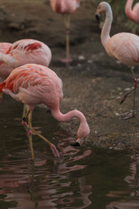 Side view of flamingoes