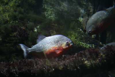 Fish swimming in sea