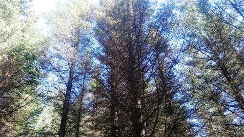 Low angle view of trees in forest