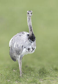 Bird standing in a field