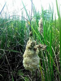 Close-up of plants growing on grassy field