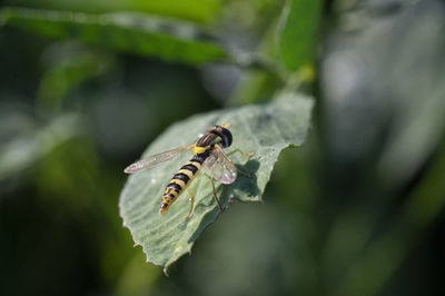 Close-up of insect on leaf