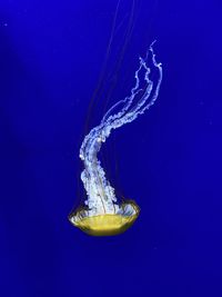 High angle view of jellyfish in water